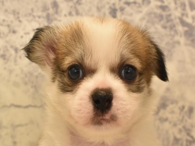 千葉県のハーフ犬 (ペッツワン船橋習志野店/2024年3月9日生まれ/女の子/セーブルホワイト)の子犬